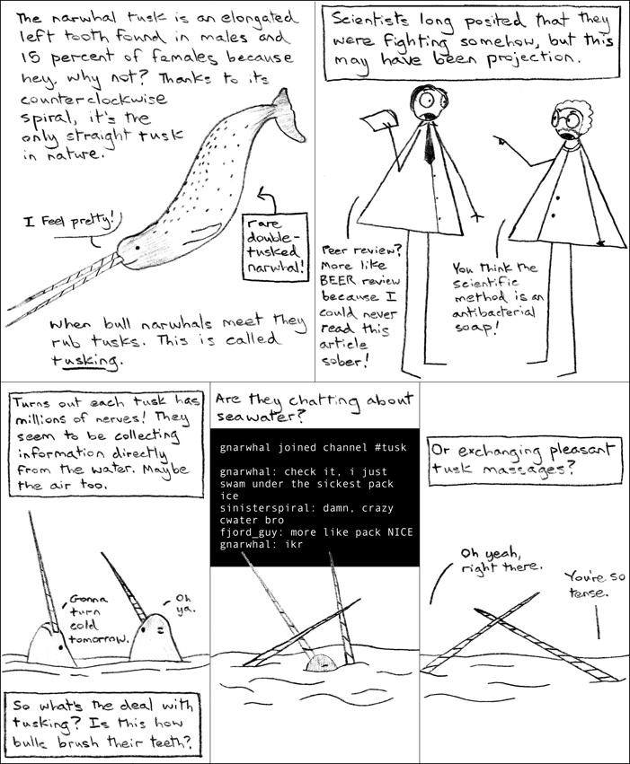 Bonus: narwhal tusks are not incisors as sometimes erroneously reported, but eyeteeth.