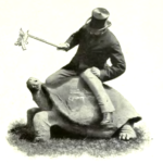 RothschildTortoise